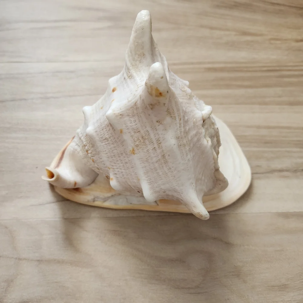 Large Seashell Decor - Picture 3 of 6